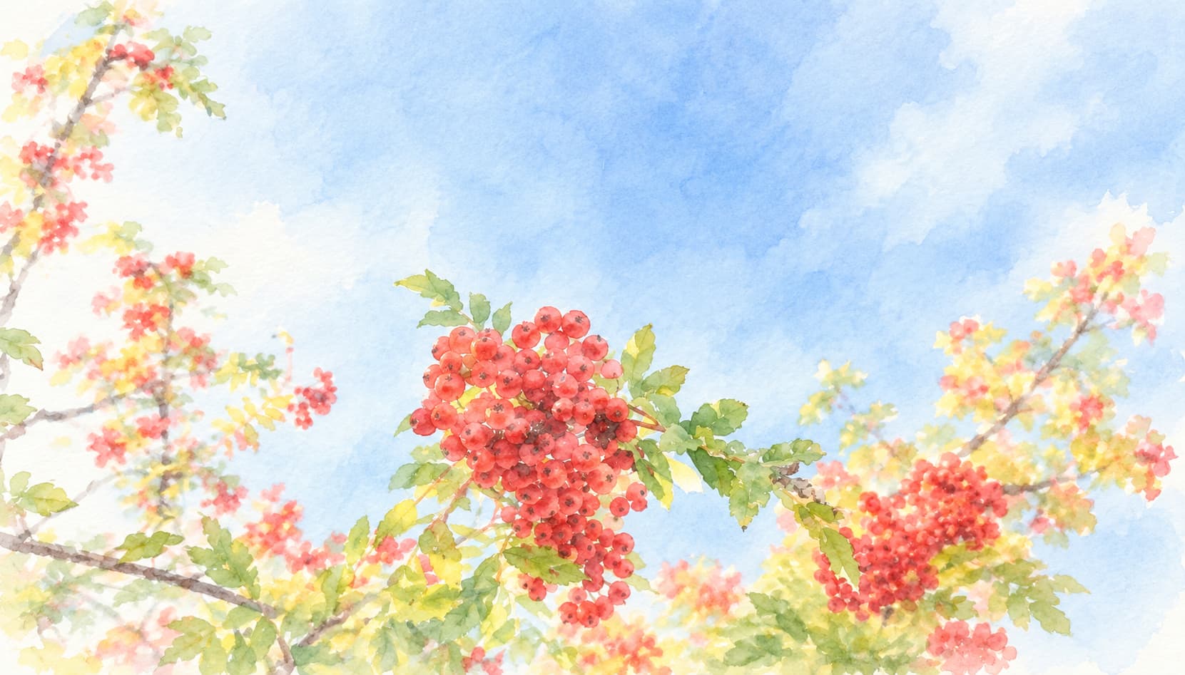 旭川市の「市民の木」ナナカマド